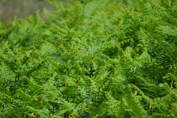 Fern In The Forest