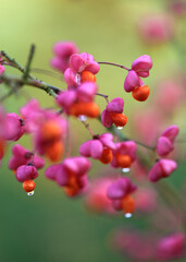 Spindle Tree