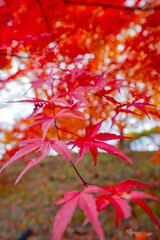 長野県箕輪町もみじ湖の紅葉　紅葉湖　箕輪ダム