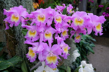Beautiful light purple and yellow color of Cattleya Hawaiian Agenda 'Florida Winter' orchids