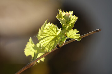 Fresh Green Leaves On The Vine, First Tender Grape Leaves In Spring