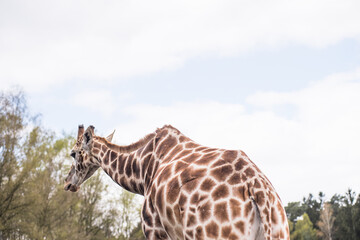 Portrait of a giraffe . The animal looks directly into the camera. in Background a forest