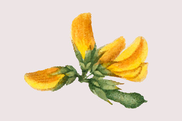 Yellow cytisus flower vector hand drawn illustration