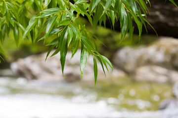 Close up Tree branch in wild leaves tree natural plant next in waterfall outdoor fertile forest 