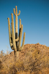 Saguaro Cacti in White Tank Mountain Park