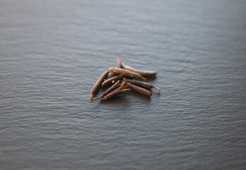 Seeds of Weigela florida, ornamental city, garden plant, f deciduous shrubs in the family Caprifoliaceae