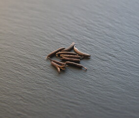 Seeds of Weigela florida, ornamental city, garden plant, f deciduous shrubs in the family Caprifoliaceae