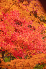 長野県箕輪町もみじ湖の紅葉　紅葉湖　箕輪ダム