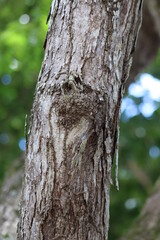 bark of a tree