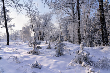 Winter landscape in the forest