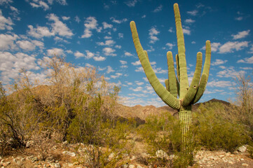 Saguaro Cacti in White Tank Mountain Park