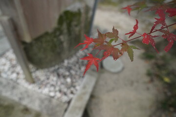 紅葉の葉