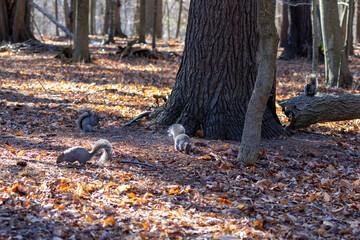 Eastern grey squirrels in the park