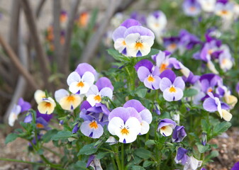 Viola plant with violet flowers , Viola, Common Violet, Viola tricolor, pansy flower