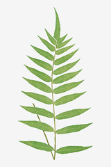 Polypodium Fraxinifolium fern leaf vector