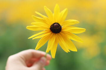 sunflower in hand
