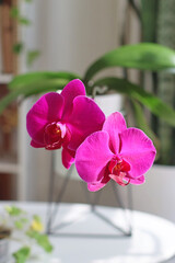 pink orchid on the table