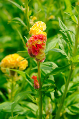 Blooming Red and Yellow Cockscomb Flower