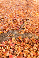 秋の紅葉