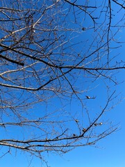 branches against blue sky