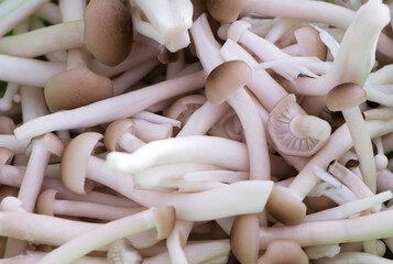 Lots of fresh mushroom background