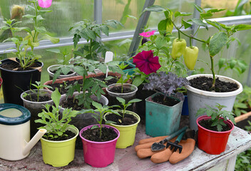Vegetable and flower seedlings in pots with gloves and tools on the table in greenhouse.