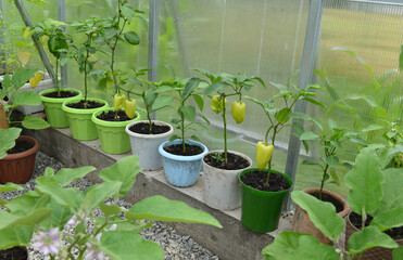 Young sprouts of pepper in pots in greenhouse.