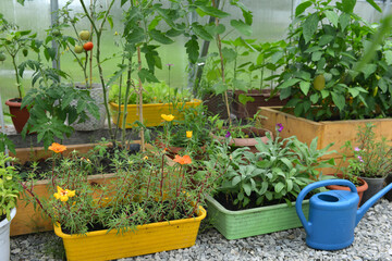 Young seedlings of flowers and vegetables in pots with watering can in greenhouse.