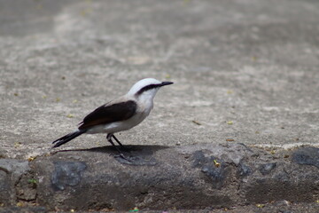 Fototapeta premium black backed gull