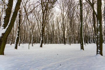 Winter icy forest and snowy trees, winter's tale and silence