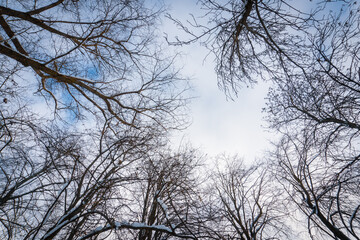 Tree crowns from bottom to top in winter and blue spring sky