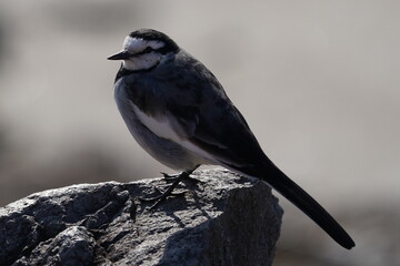 white wagtail on the rock