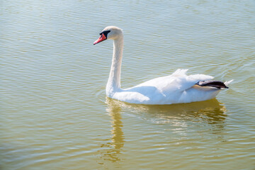 Obraz premium Graceful white Swan swimming in the lake, swans in the wild. Portrait of a white swan swimming on a lake.