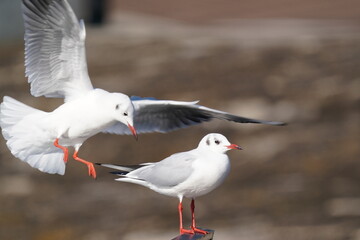 black headed gull on the board