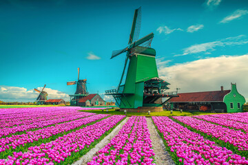 Amazing colorful tulip fields with old windmills in Netherlands