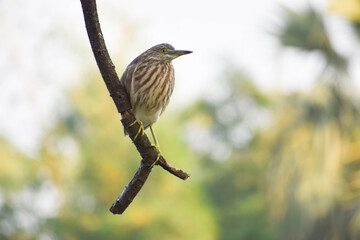 Wildlife birds of India .Indian heron sitting on tree branch looking sideways with green blur background.