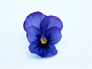 Purple pansy flower isolated on white background ,macro image ,sweet color ,red blue purple violet yellow orange	