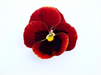 Red pansy flower isolated on white background ,macro image ,sweet color ,red blue purple violet yellow orange	