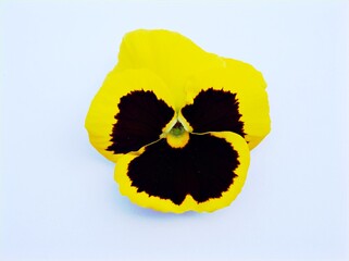 Yellow pansy flower isolated on white background ,macro image ,sweet color ,red blue purple violet yellow orange	