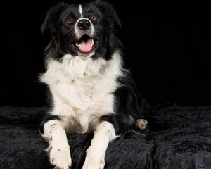 Studio image of a Border Collie on a black background.