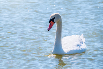 Graceful white Swan swimming in the lake, swans in the wild. Portrait of a white swan swimming on a lake.