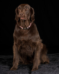 Studio image of a Flat Coat Retriever with a black background.