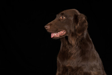 Studio image of a Flat Coat Retriever with a black background.