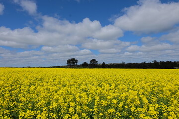 Obraz premium Canola Field
