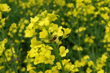 Canola Field