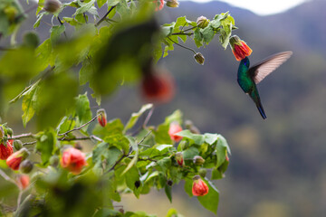 Colibri alimentandose  © Mejiaproductor