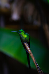 Colibrí