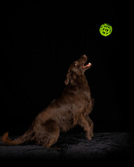 Studio image of a flat coat retriever catching a ball.