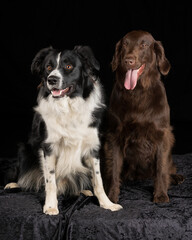 Studio image of a Border Collie and a Flat Coat Retriever. Black background on black velvet.