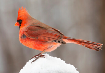 Fototapeta premium Northern Cardinal sitting on snow in winter, Quebec, Canada
